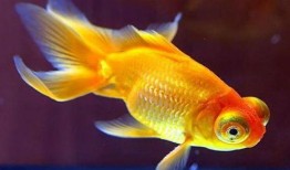 金鱼爆料视频大全下载最新,揭秘幕后精彩瞬间